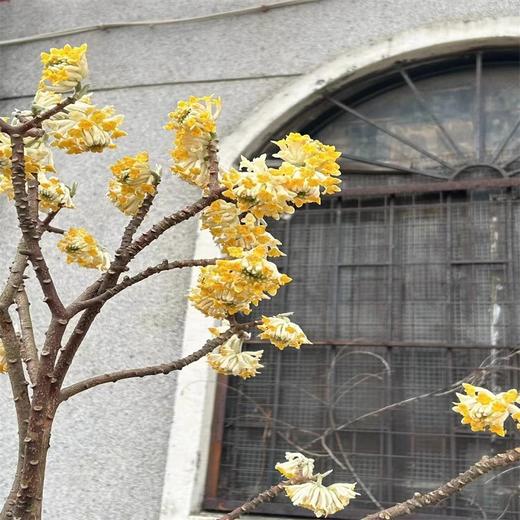 精品花材结香枝条鲜切花1份 商品图10