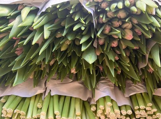 郁金香·头等舱（粉色） 商品图0