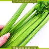 现摘特大山东正宗西芹  约5斤*箱 ✔ 新鲜现摘：清晨采摘，冷链速发，锁住水灵口感！ ✔ 营养爆表：富含膳食纤维+维生素K+钾，轻体又健康！ 商品缩略图4