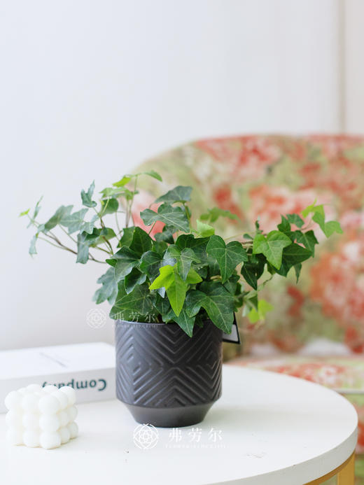 常春藤 商品图0