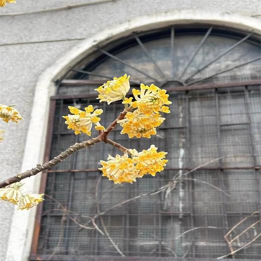 精品花材结香枝条鲜切花1份 商品图11