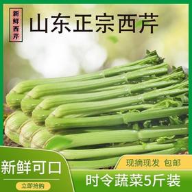 现摘特大山东正宗西芹  约5斤*箱 ✔ 新鲜现摘：清晨采摘，冷链速发，锁住水灵口感！ ✔ 营养爆表：富含膳食纤维+维生素K+钾，轻体又健康！