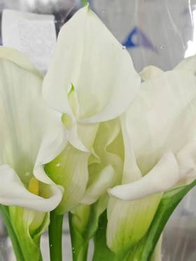 丽江马蹄莲 | 变异象牙白