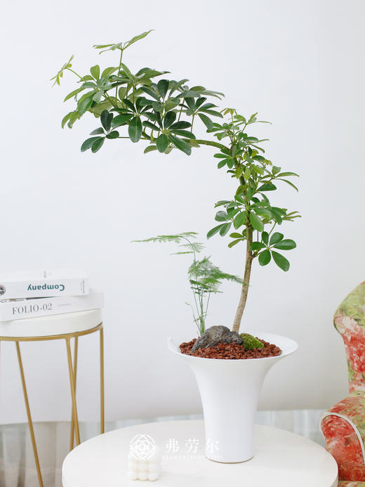 鸭脚木 商品图2