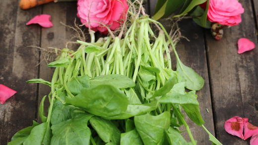 菠菜/老品种菠菜（400g）因季节原因，不用化肥的叶菜会略带苦味哦！ 商品图1