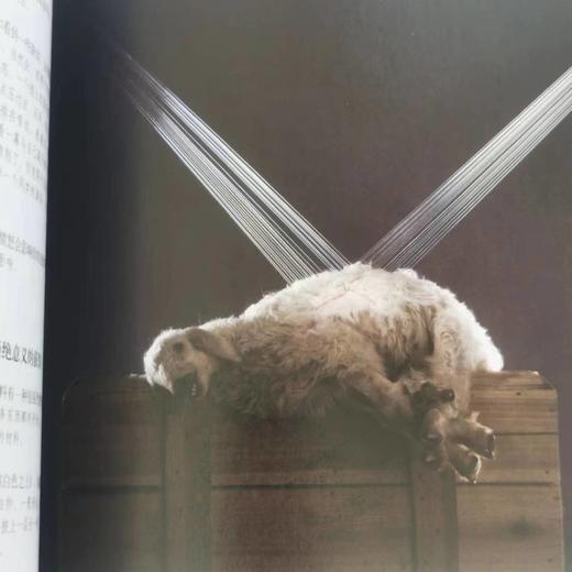 表态：与十四位中国当代摄影艺术家对话 商品图10