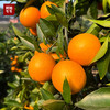 【优选血橙】C+血橙满分甜度，微微玫瑰香！ 商品缩略图4