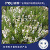 西班牙进口有机香芹酚百里香天然精油原料颇黎进口天然有机香芹酚百里香精油 商品缩略图0