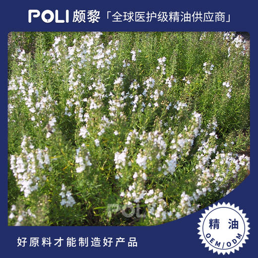 西班牙进口有机香芹酚百里香天然精油原料颇黎进口天然有机香芹酚百里香精油 商品图0