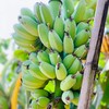福建苹果蕉 商品缩略图7