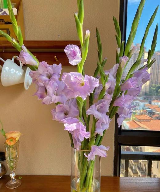 剑兰 | 剑兰香芋紫 商品图1