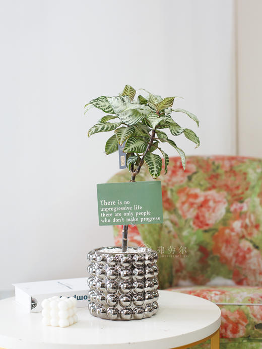 白雪爵床 商品图0