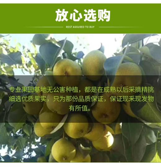 临夏伊珍源啤特果 250ML/盒*10盒装 全国包邮 商品图7