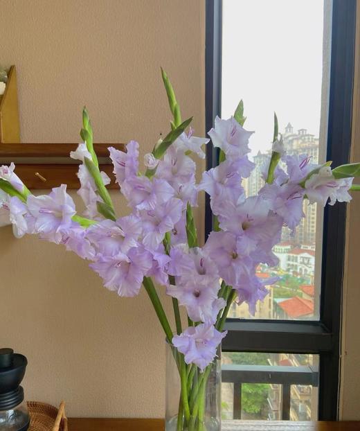 剑兰 | 剑兰香芋紫 商品图2