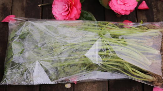 芹菜（400g）【老品种芹菜】因季节原因，不用化肥的叶菜会略带苦味哦！ 商品图3