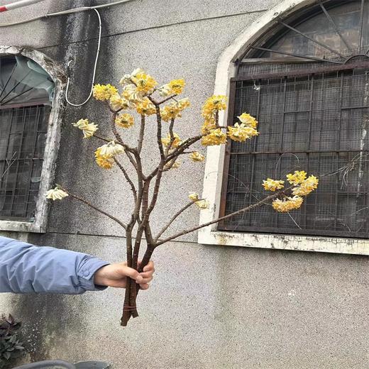 精品花材结香枝条鲜切花1份 商品图7