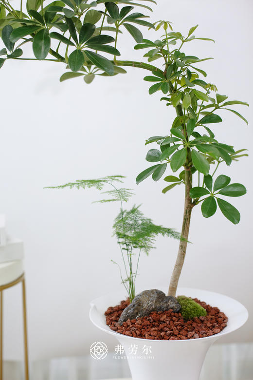 鸭脚木 商品图1