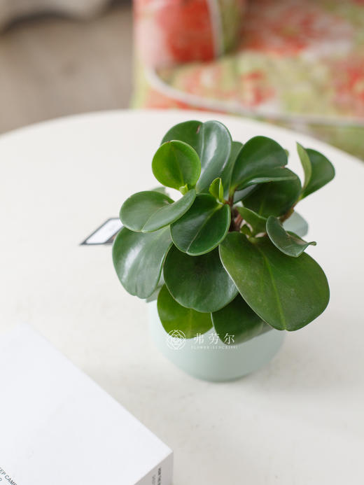 碧玉盆栽 商品图0