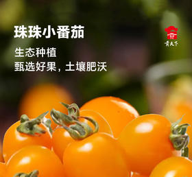 【顺丰发货】爆汁珠珠小番茄1.5斤装起福建漳州小西红柿酸甜清脆