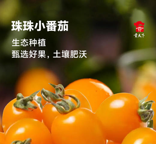 【顺丰发货】爆汁珠珠小番茄1.5斤装起福建漳州小西红柿酸甜清脆 商品图0