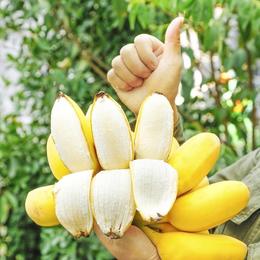 【福建苹果蕉 4.5-5斤 】| 蕉香浓郁，果型饱满，口感细腻，酸甜可口，每一口都是享受