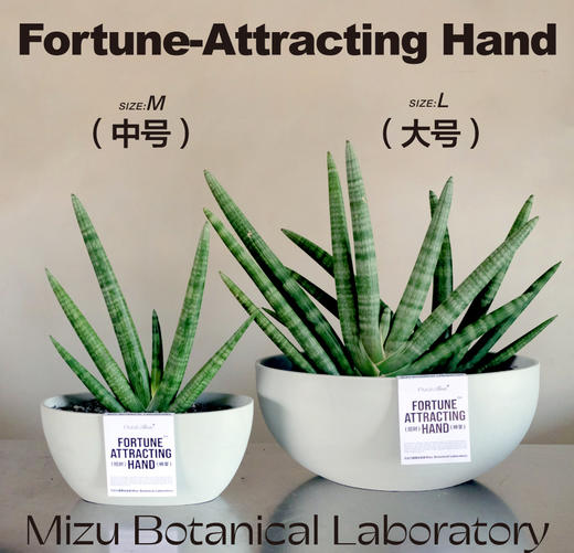 MIZU PLANTS SELECT-招财神掌 商品图1