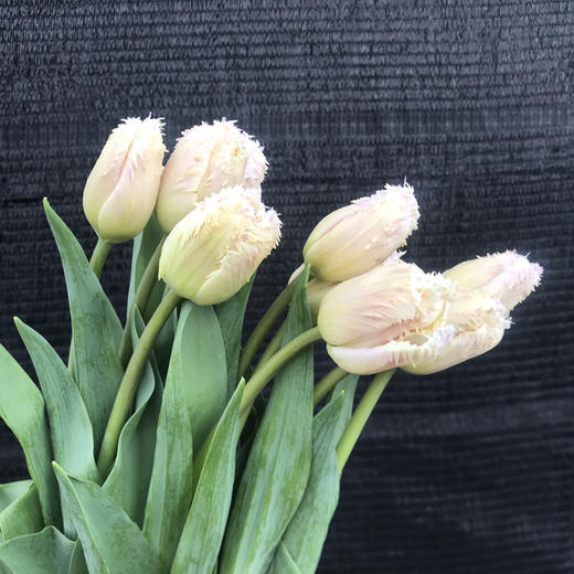 郁金香.丽贝卡 商品图2