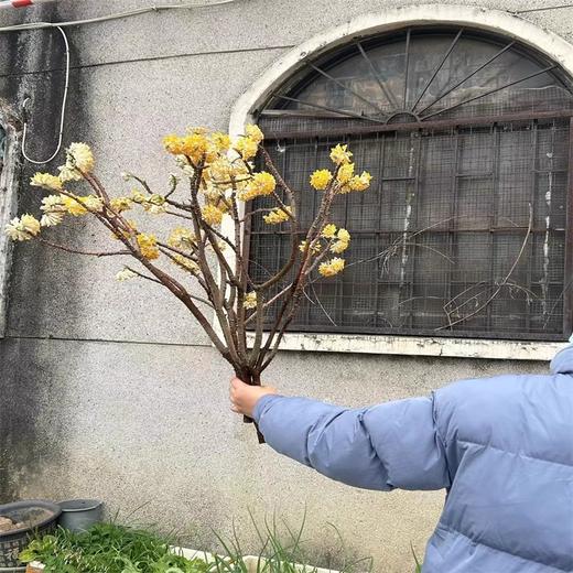 精品花材结香枝条鲜切花1份 商品图9