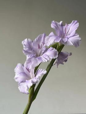 剑兰 | 剑兰香芋紫