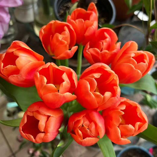 方德密橙郁金香鲜切花鲜花9支 商品图4