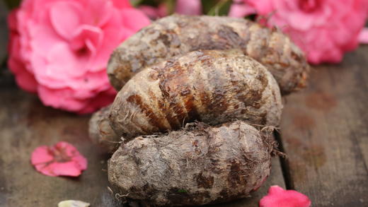 【邮政包邮】芋艿（5斤/箱）软糯香甜 商品图5