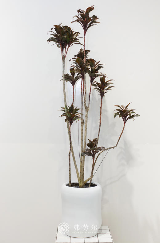 高盆娃娃朱蕉 商品图0