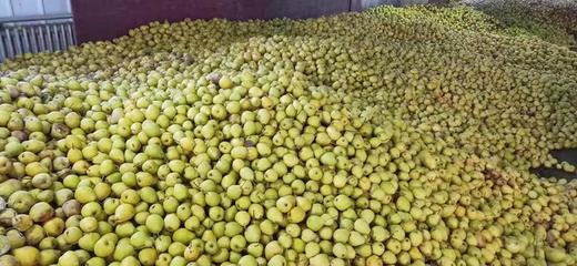 临夏伊珍源啤特果 250ML/盒*10盒装 全国包邮 商品图3