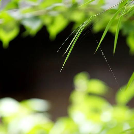 10.27华阳小学徒步活动（车费） 商品图0