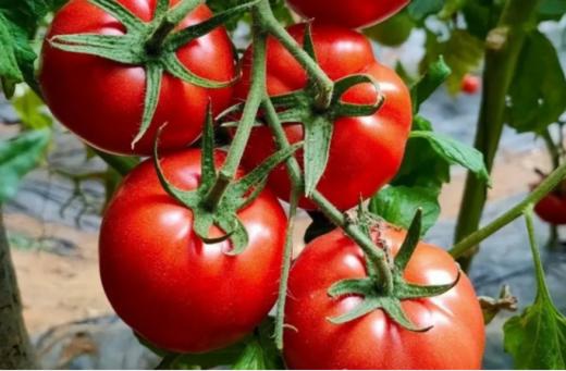 ❤️【海阳普罗旺斯西红柿】✅皮薄多汁9分甜1分酸，💦清甜口感✅富含多种维生素，🎉美白刮油减肥✅榨汁、炒菜、💕煲汤怎么做都超好吃🌸 商品图2