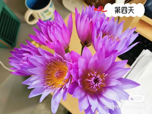 睡莲3支一份 商品图3