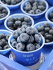 枝冠超能杯蓝莓 商品缩略图2