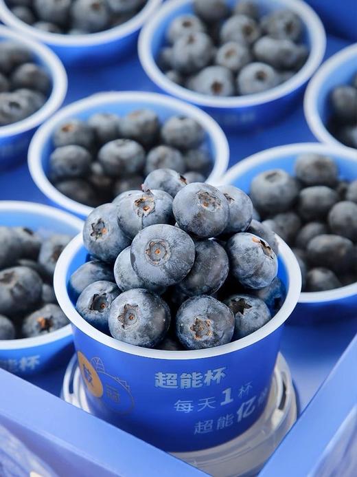 枝冠超能杯蓝莓 商品图2