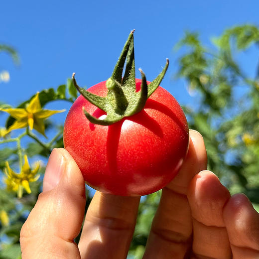 特惠活动『攀枝花露天小番茄』自有番茄园专属种植，酸甜爽口，鲜嫩爆浆 商品图1