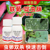 联苯菊酯啶虫脒白粉虱跳甲专杀番茄菜豆联菊啶虫脒农用杀虫剂农药 商品缩略图1