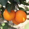 晴晴果园｜生态伦晚 秭归伦晚帝王橙，鲜嫩多汁、香甜可口、特别化渣 商品缩略图4