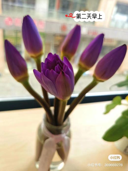 睡莲3支一份 商品图1