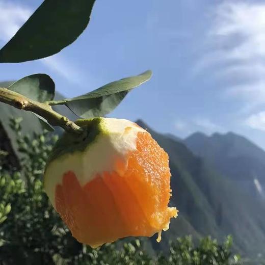 林权生态脐橙 纽荷尔脐橙 中华血橙 伦晚脐橙 九月红果冻橙 夏橙  毛重10斤/箱 商品图8