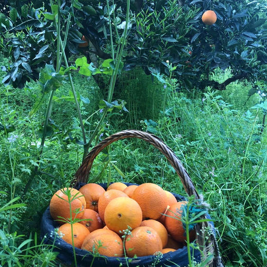 林权生态脐橙 纽荷尔脐橙 中华血橙 伦晚脐橙 九月红果冻橙 夏橙  毛重10斤/箱 商品图2