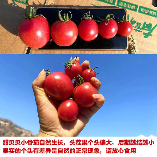 特惠活动『攀枝花露天小番茄』自有番茄园专属种植，酸甜爽口，鲜嫩爆浆 商品图6