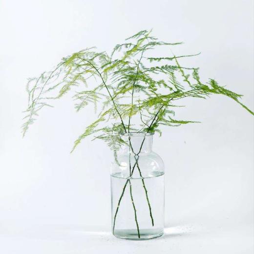 文竹  若干支/扎 颜色深浅略有差异 以实物为准 云南基地发货 （价格已包含包装费用） 运费以实际为准，多退少补。 商品图0