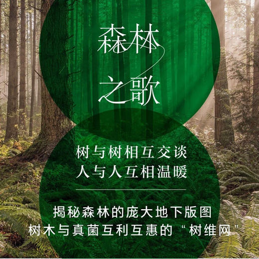 森林之歌 森林的女儿、先锋科学家 苏珊娜·西马德 著  讲述女性励志成长 商品图2