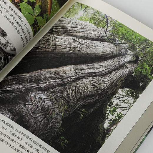 森林之歌 森林的女儿、先锋科学家 苏珊娜·西马德 著  讲述女性励志成长 商品图8