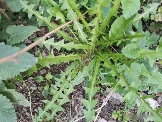 蒲公英纯露 商品图0