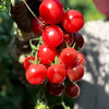 特惠活动『攀枝花露天小番茄』自有番茄园专属种植，酸甜爽口，鲜嫩爆浆 商品缩略图5